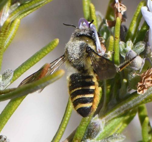 Réf. 293 518 : Megachile melanopyga